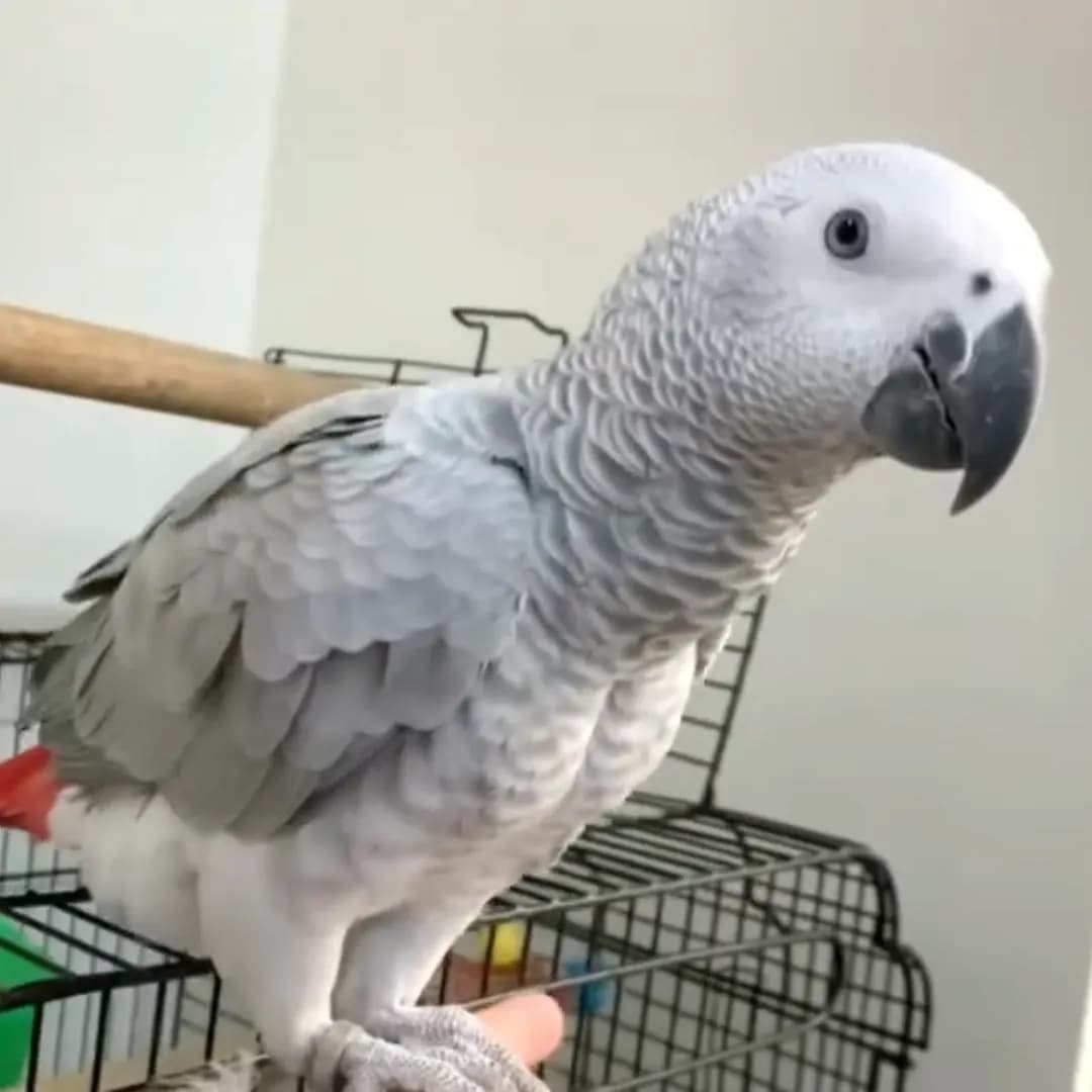 African Grey Parrots for Sale – Professional Care by Amazing Birds Farm