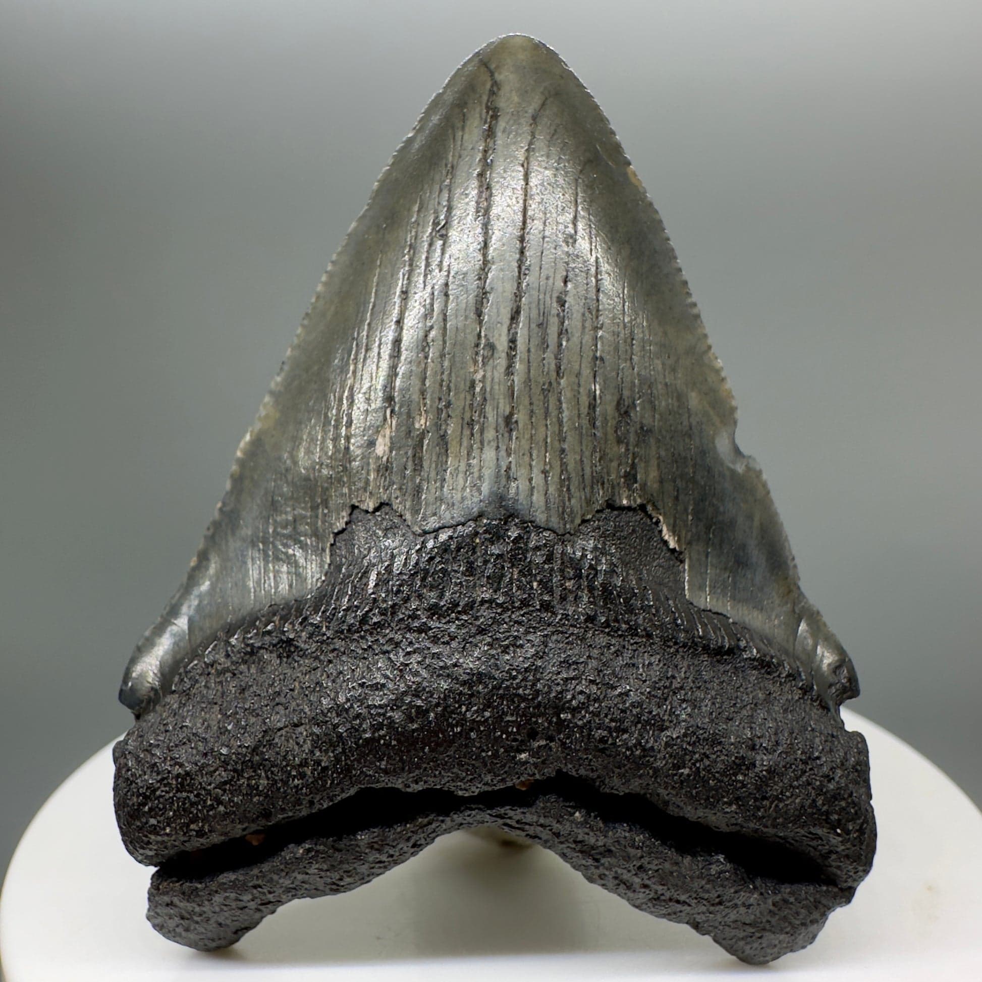 Fossil Driven Fossil Shark Teeth: A Collector’s Guide