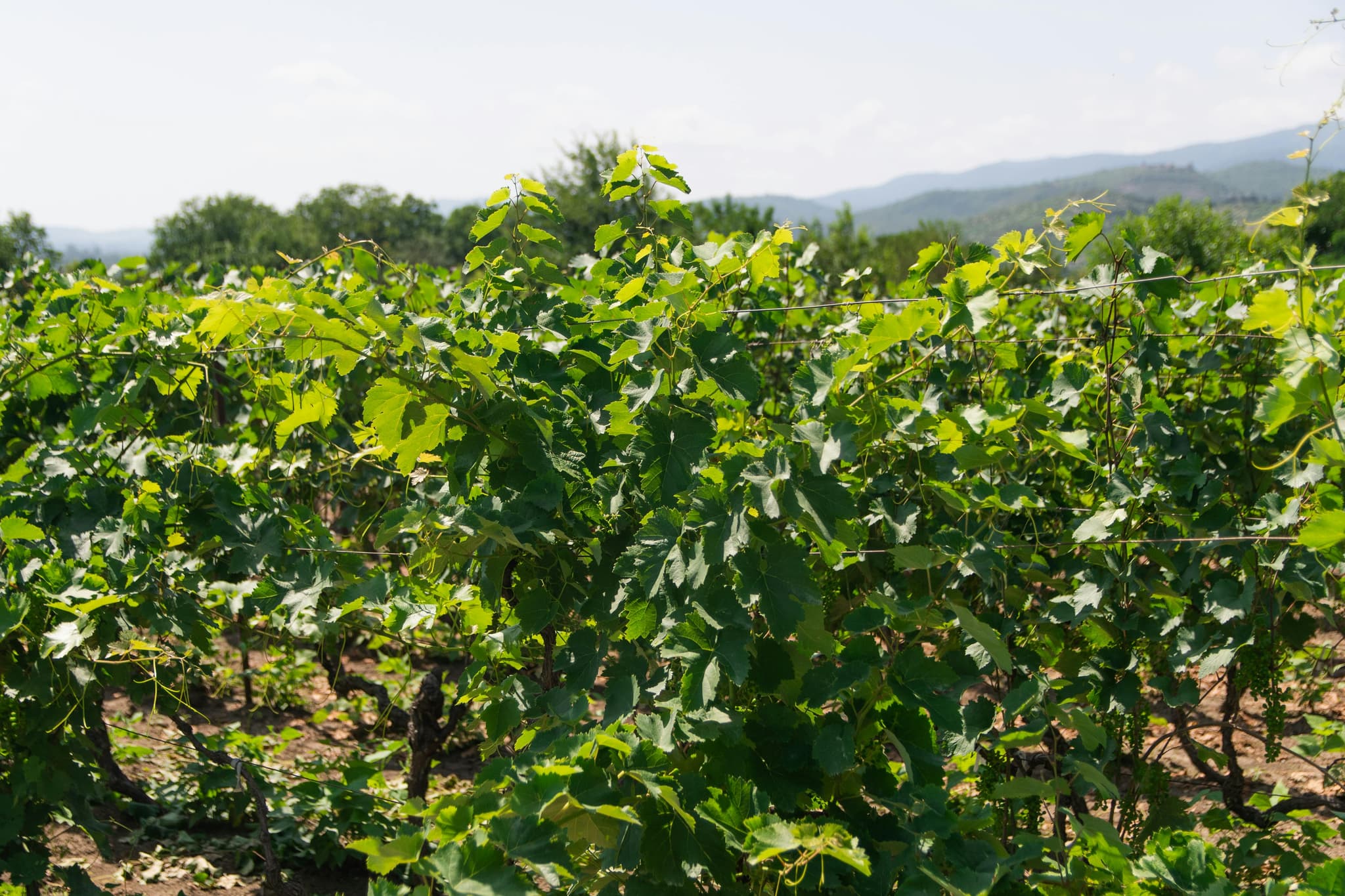 Family-Owned Clarksburg Wineries with Generational Roots