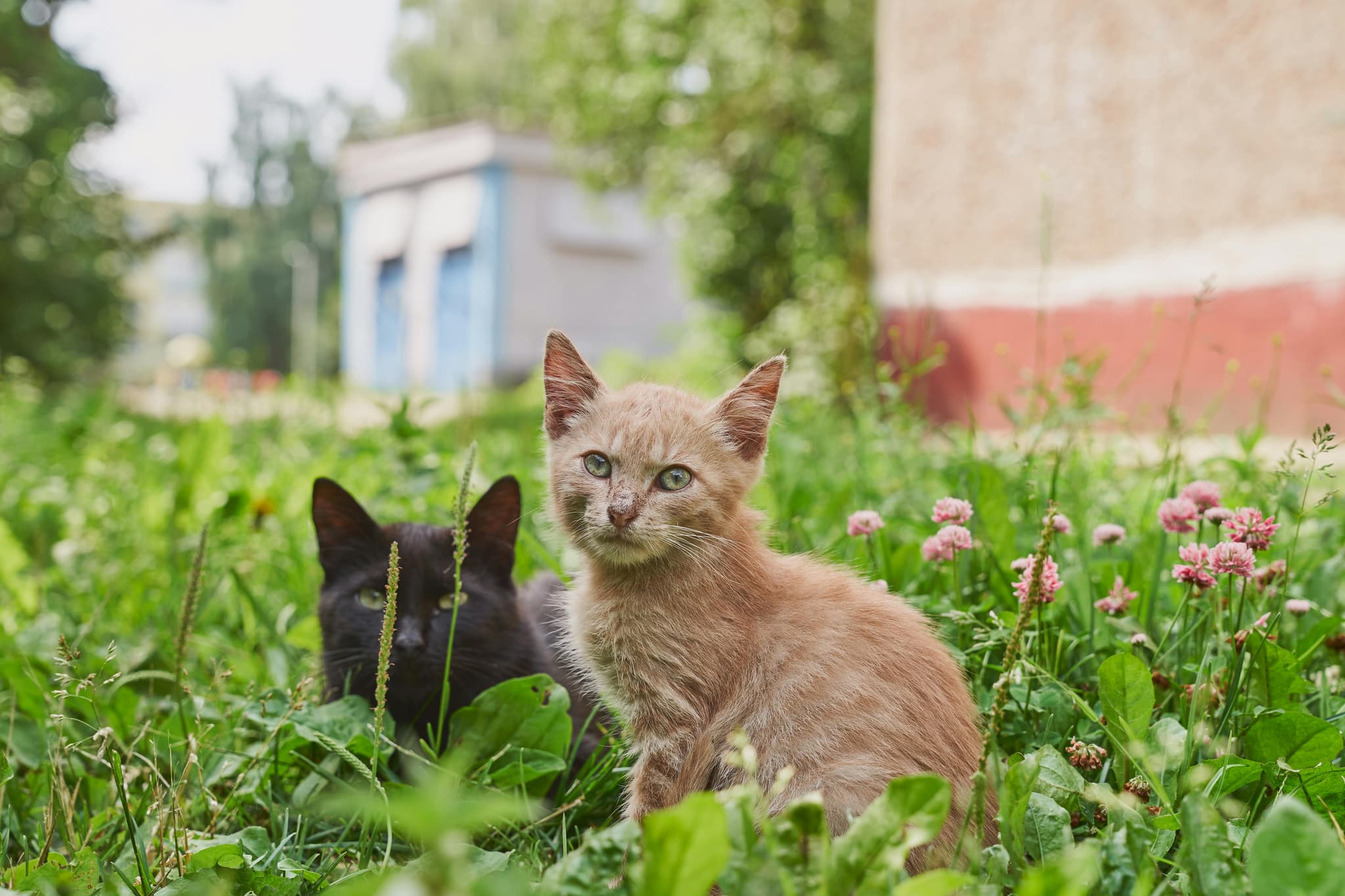 Maine Coon Cats for Sale Near Me – Beautiful, Well-Socialized Kittens