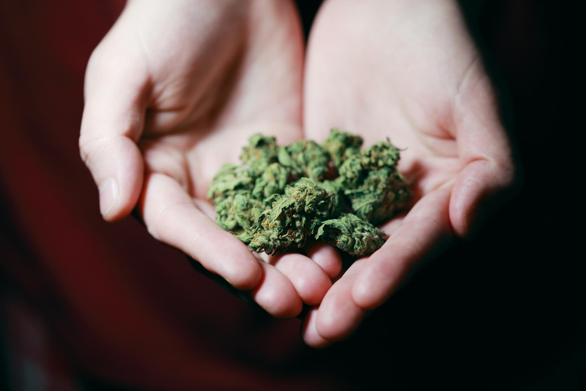 HOW THCA DIFFERS FROM OTHER CANNABINOIDS IN FOOD SCIENCE
