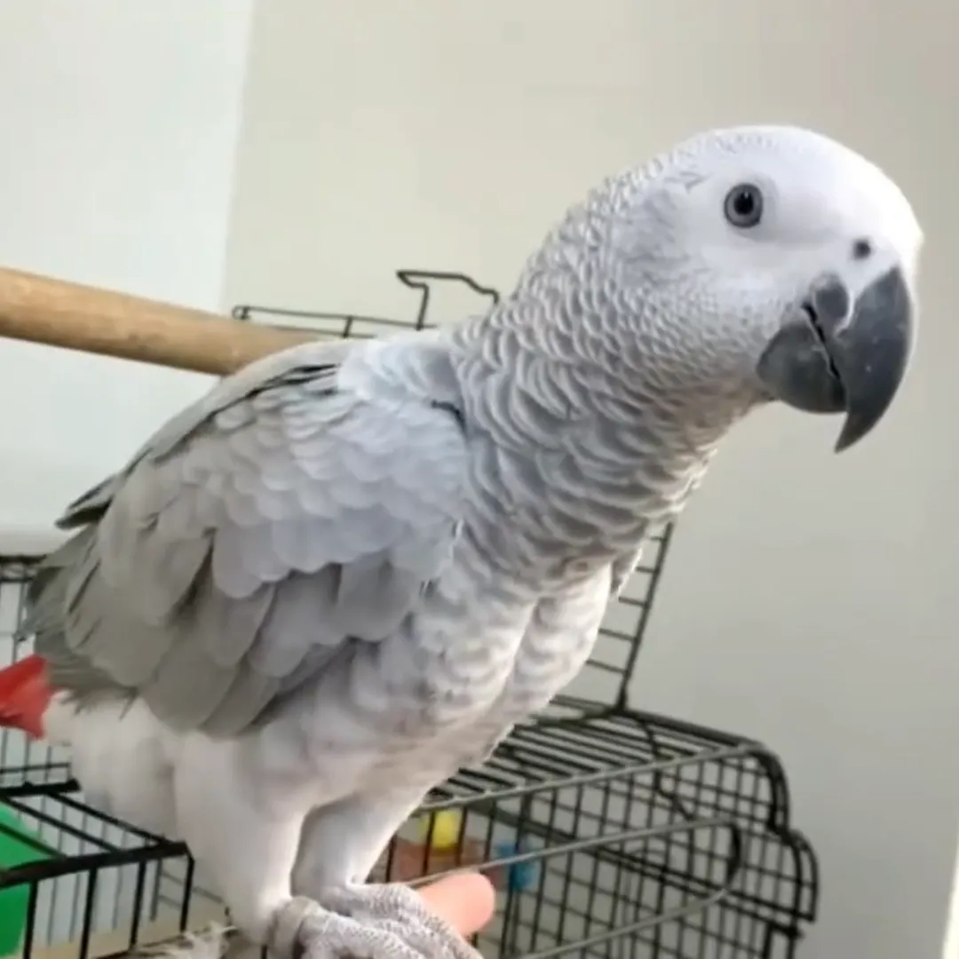 African Grey Parrots for Sale – Professional Care by Amazing Birds Farm
