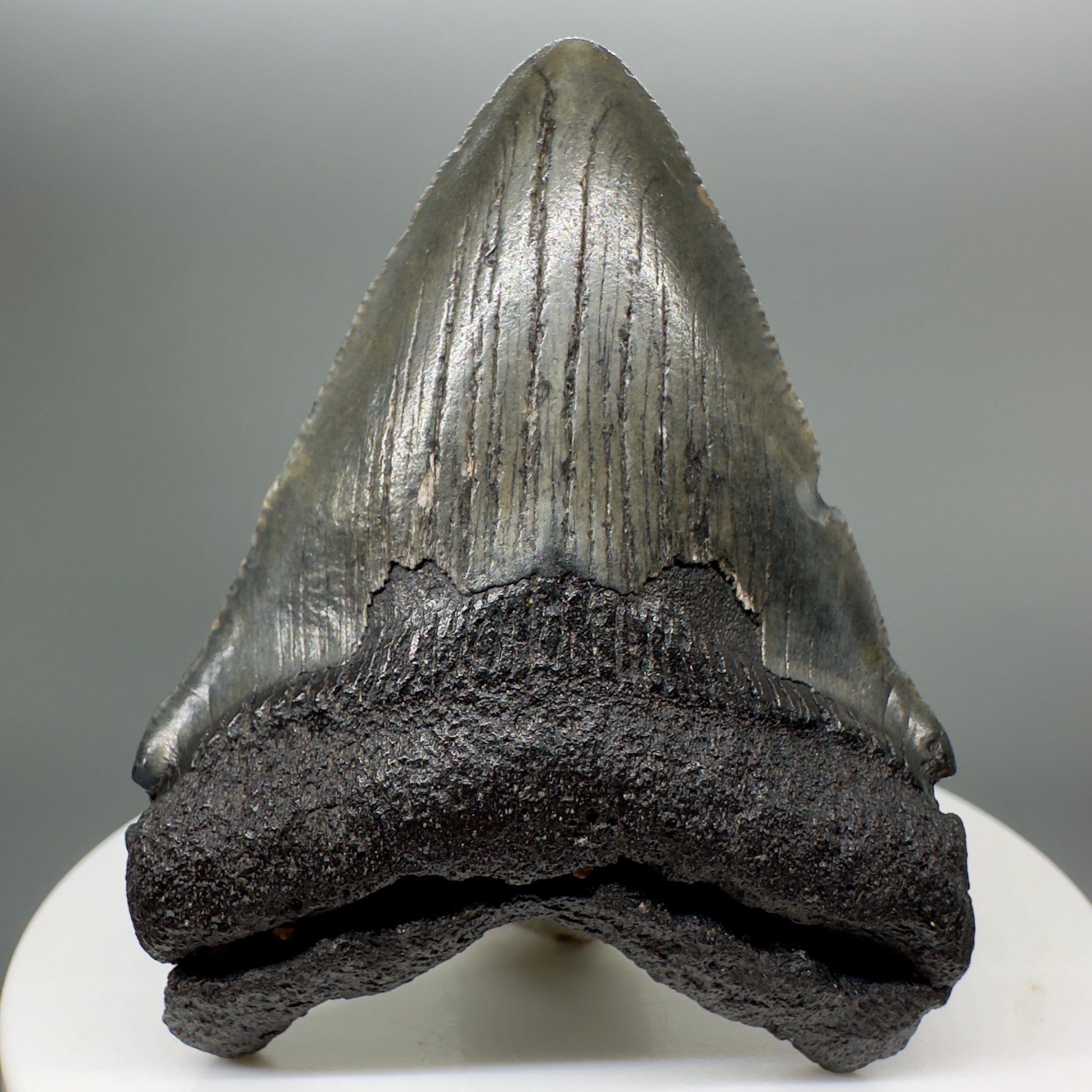 Fossil Driven Fossil Shark Teeth: A Collector’s Guide