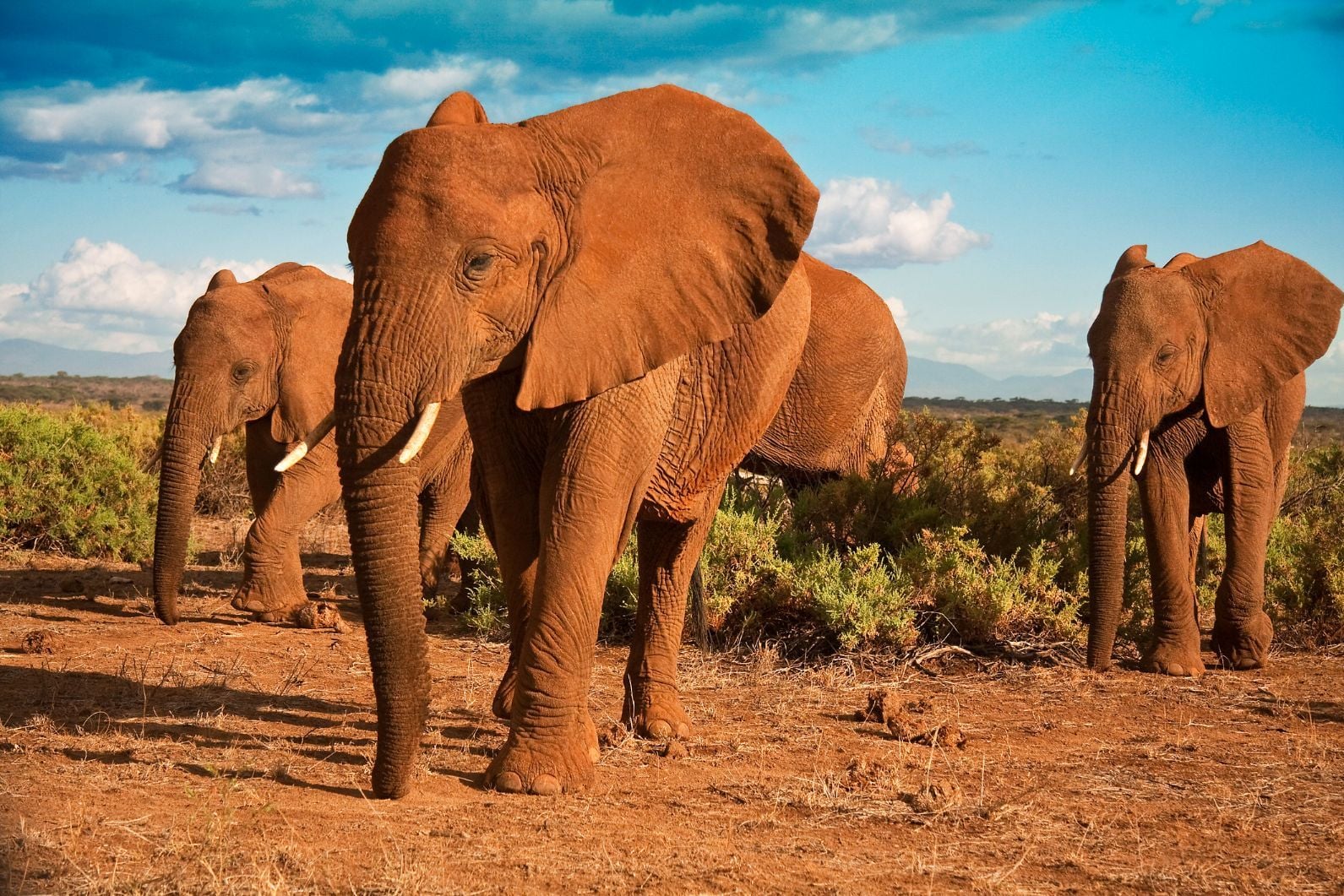 Kenya Safari Adventure: Big Five and Iconic Wildlife