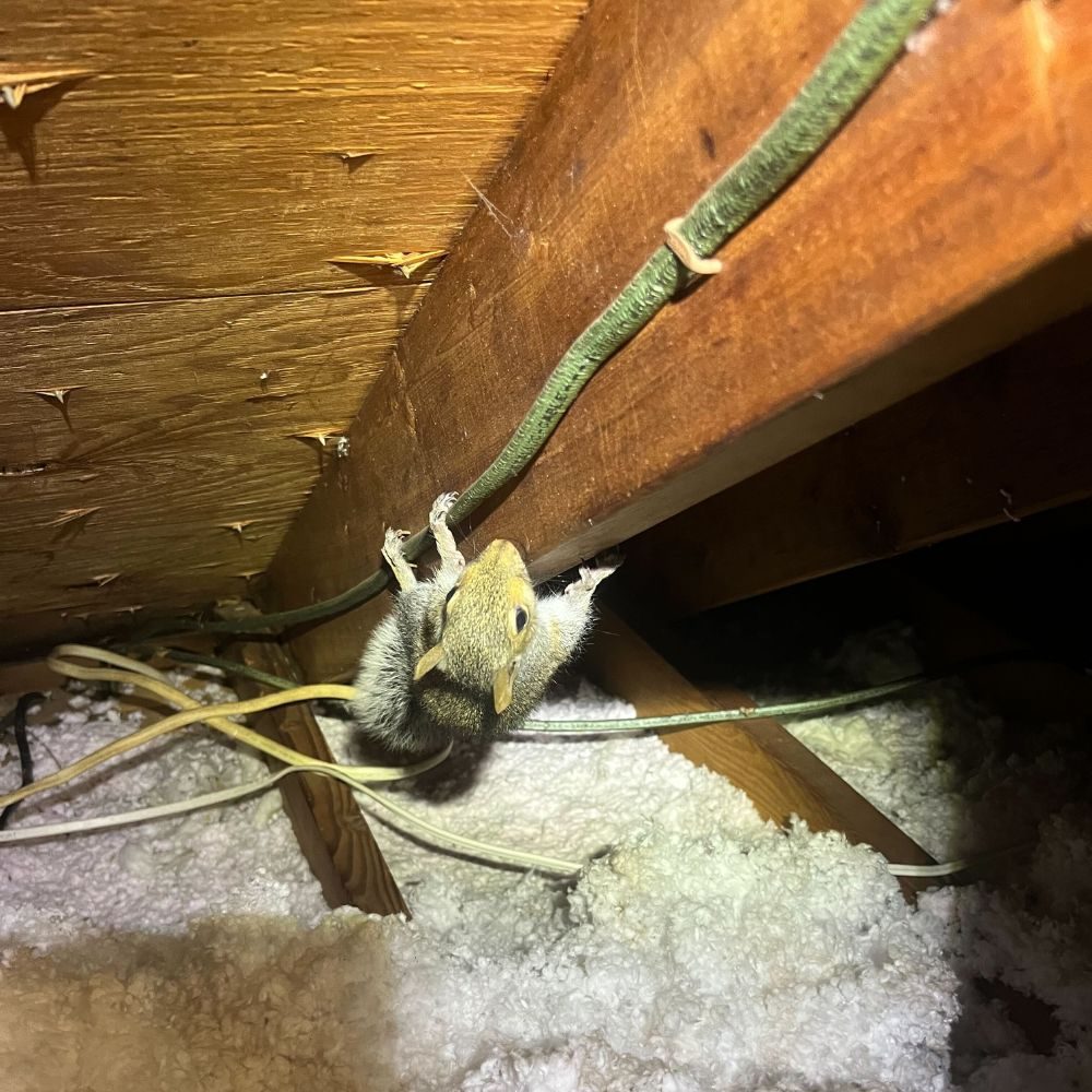 Residential Squirrel Removal Toronto for Safe Homes