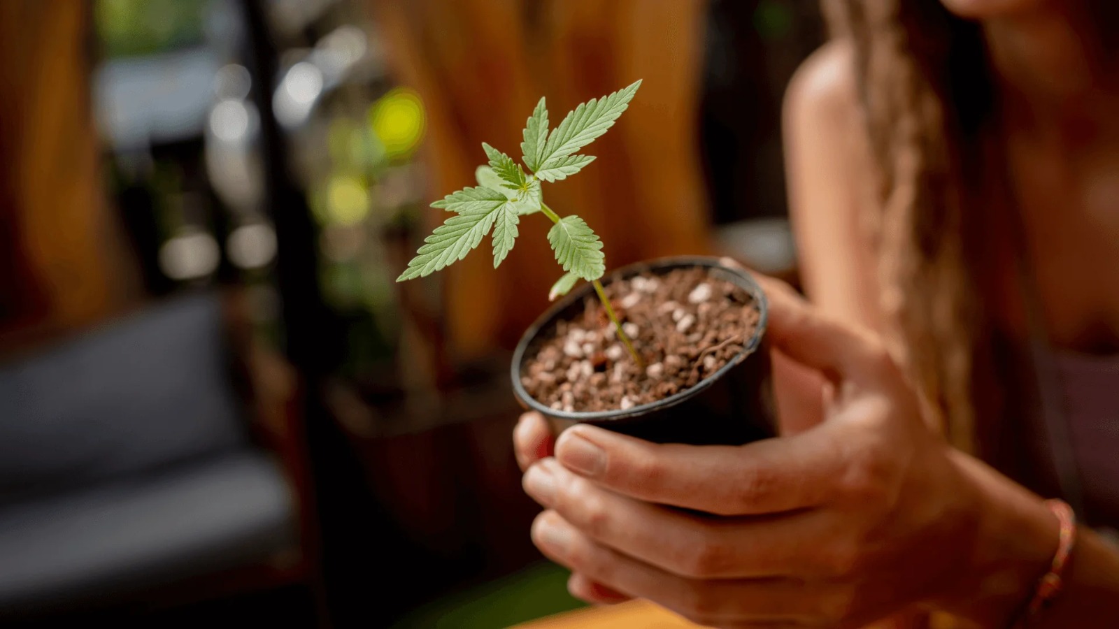 Asociaciones Cannabicas Madrid | Trusted Info from Clubs Cannabis Madrid