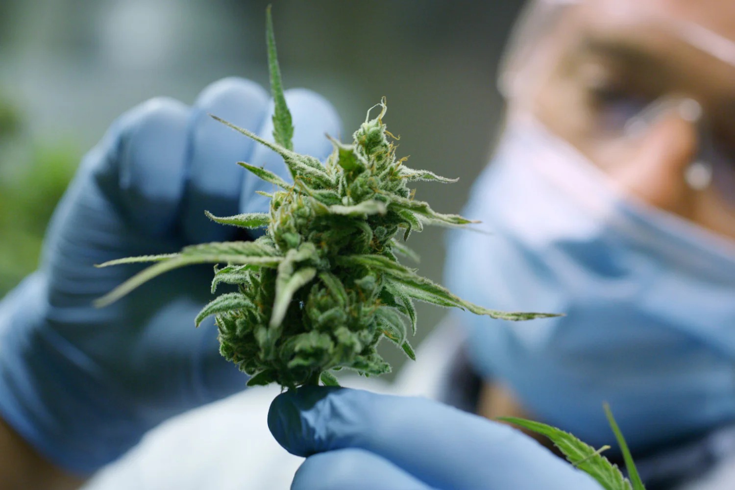 Blue Meanies – Bud Cargo Trusted Supplier for Potent Psilocybin