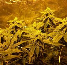 Cannabis Club Hamburg – Gemeinschaft statt Kommerz