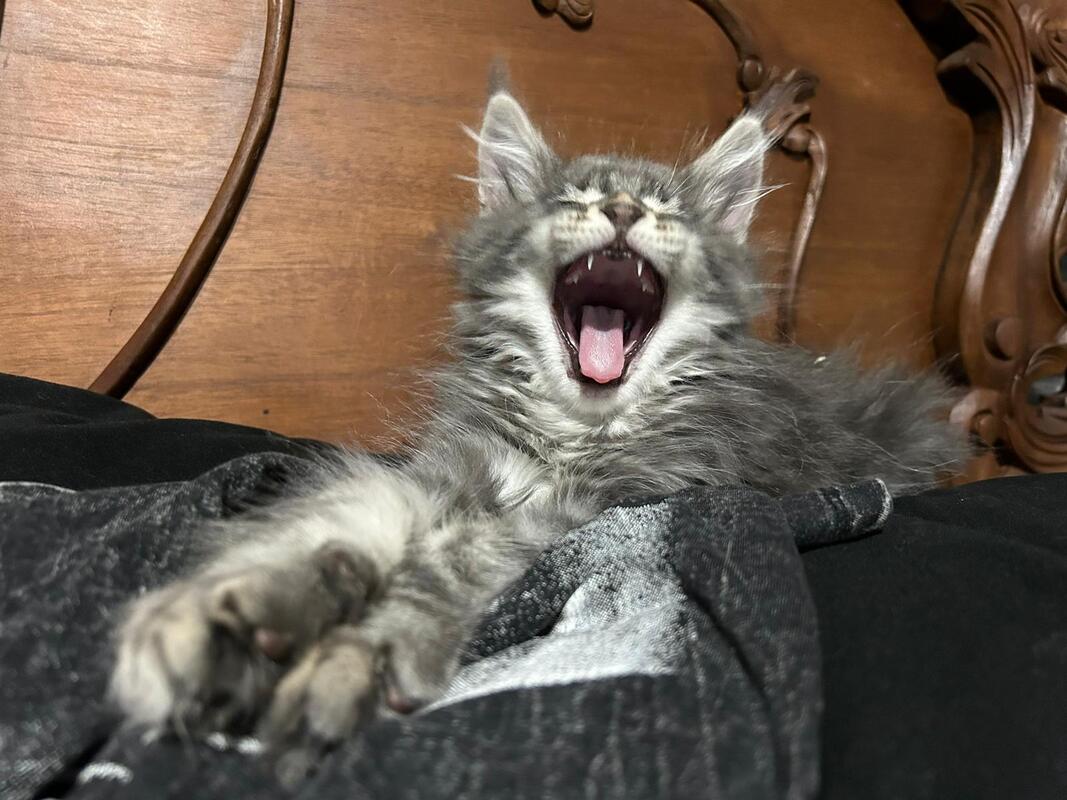 Find the Perfect Maine Coon Kitten in California Today – Amore Cattery