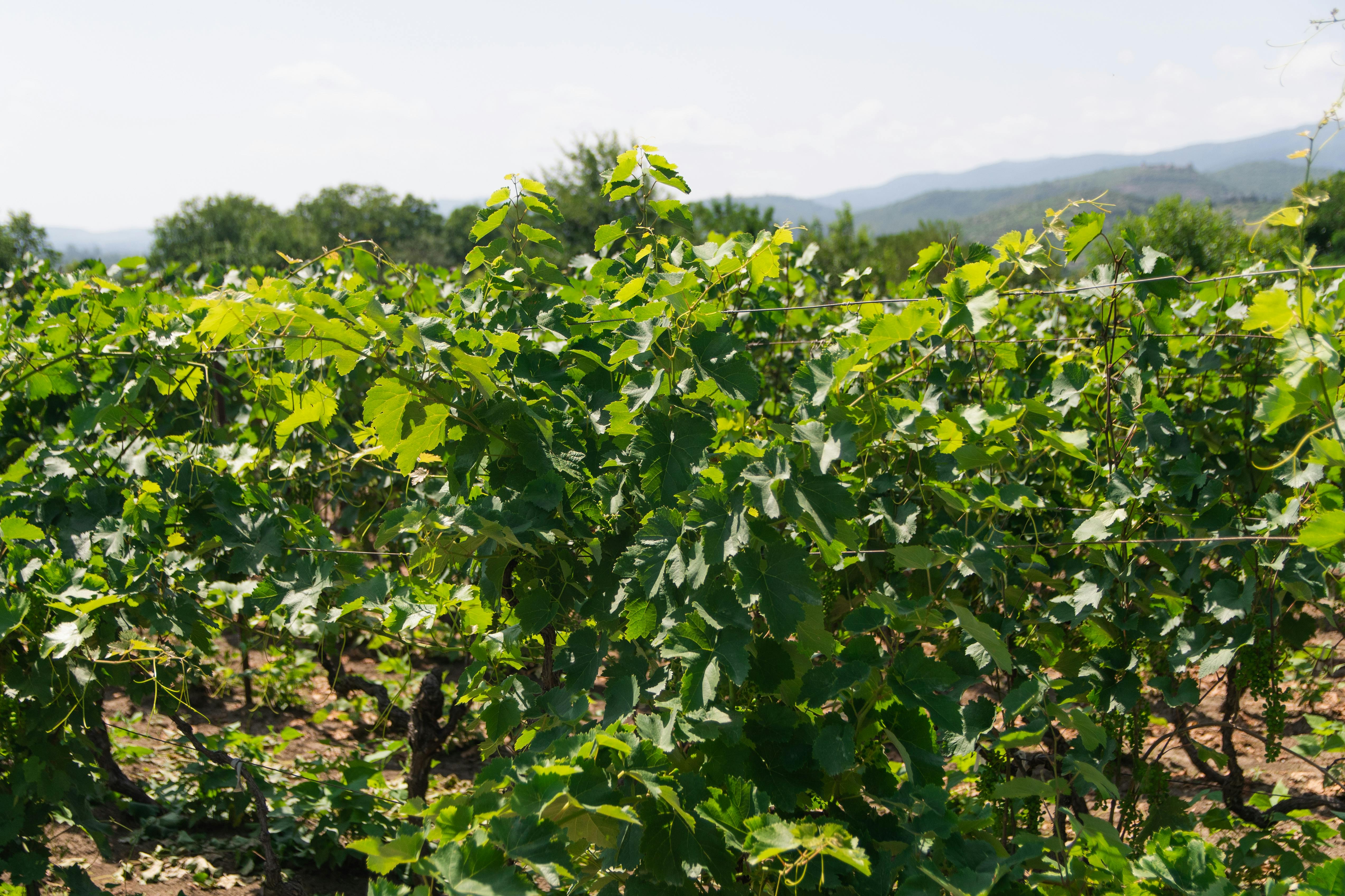 Family-Owned Clarksburg Wineries with Generational Roots