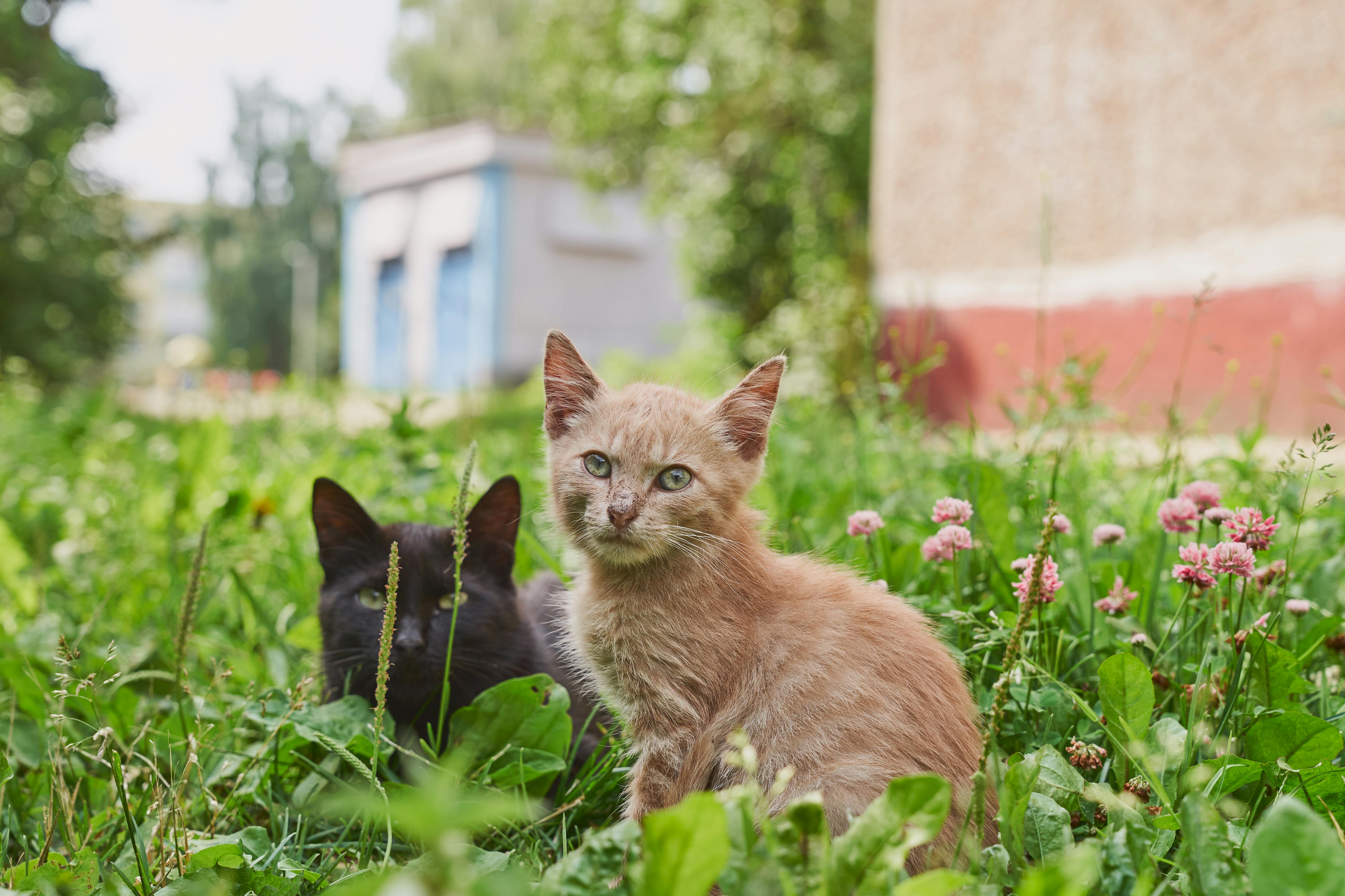 Maine Coon Cats for Sale Near Me – Beautiful, Well-Socialized Kittens