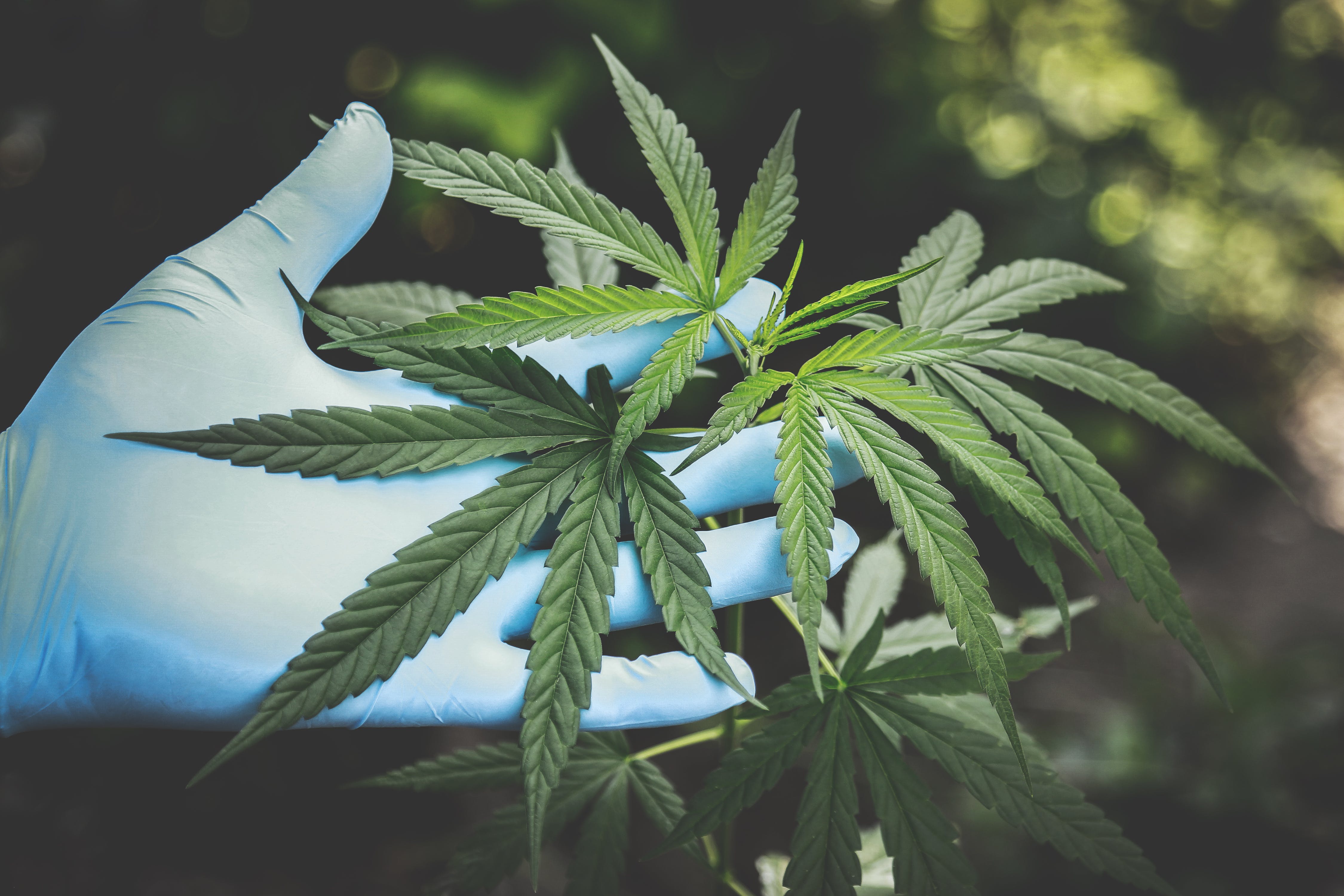 Rave store Miami: Your Destination for CBD Desserts