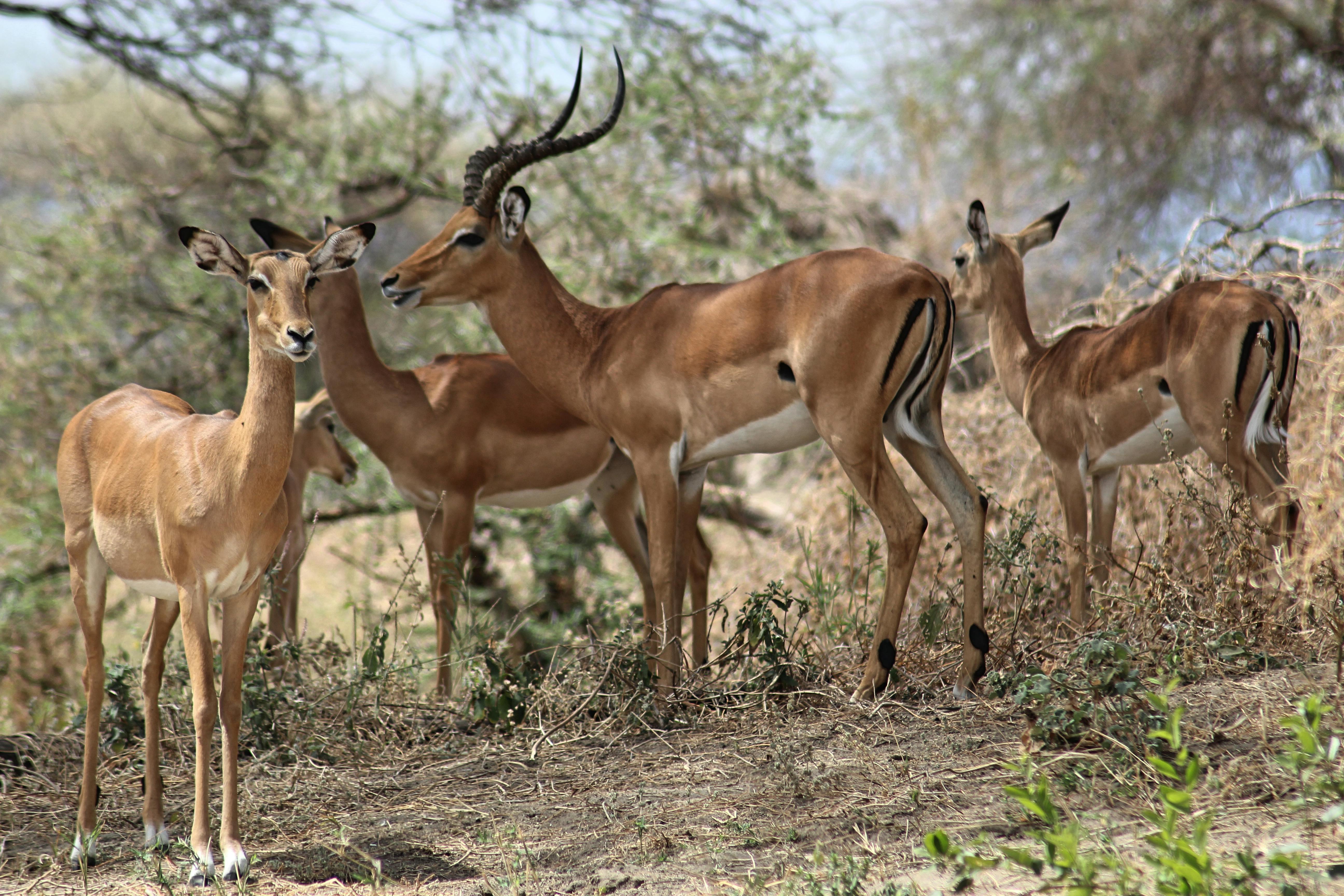 The Best Time to Go on a Kenya Tanzania Safari