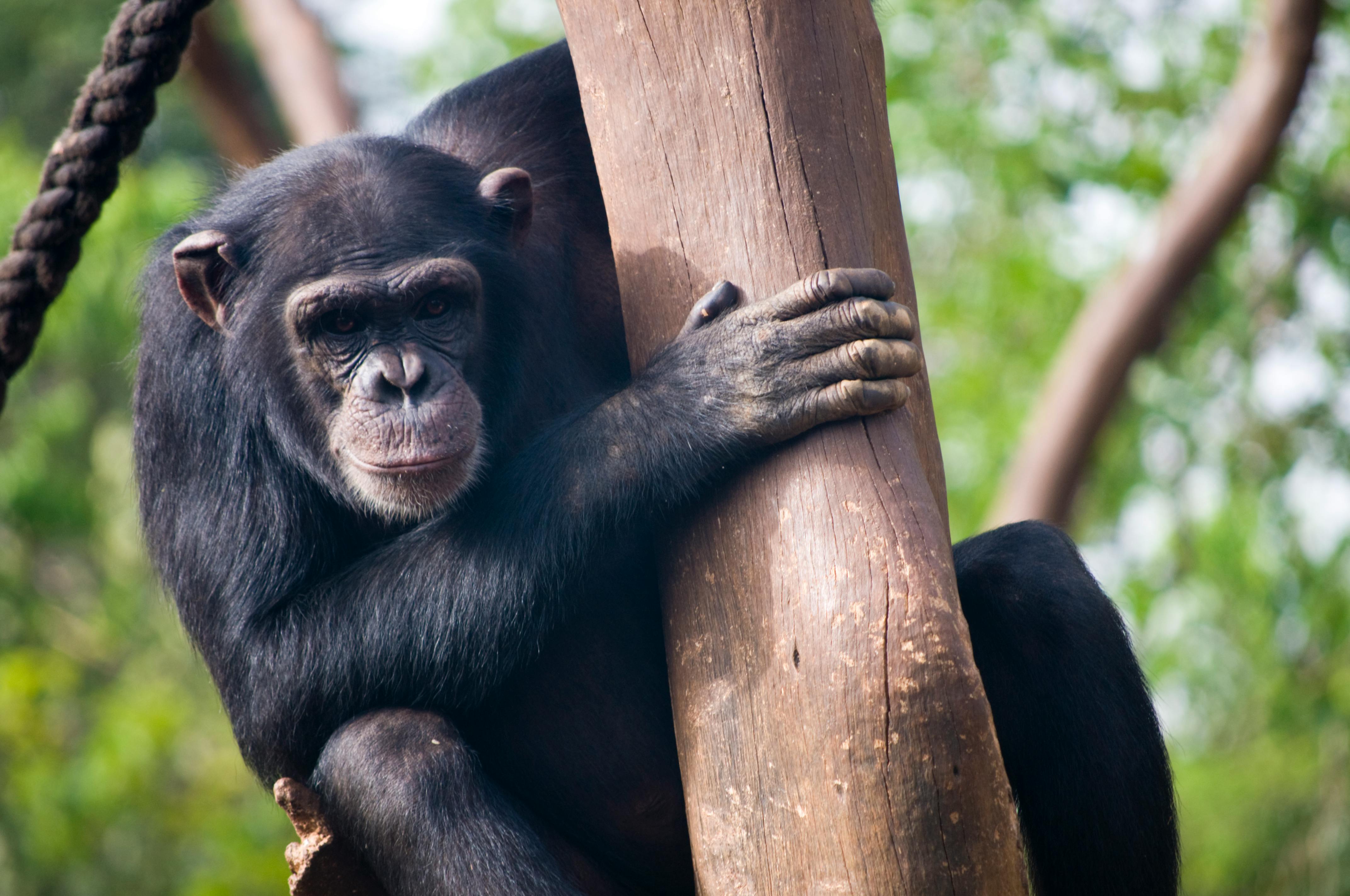 From Forest Trails to Wildlife Encounters: Top Chimpanzee Trekking Tours