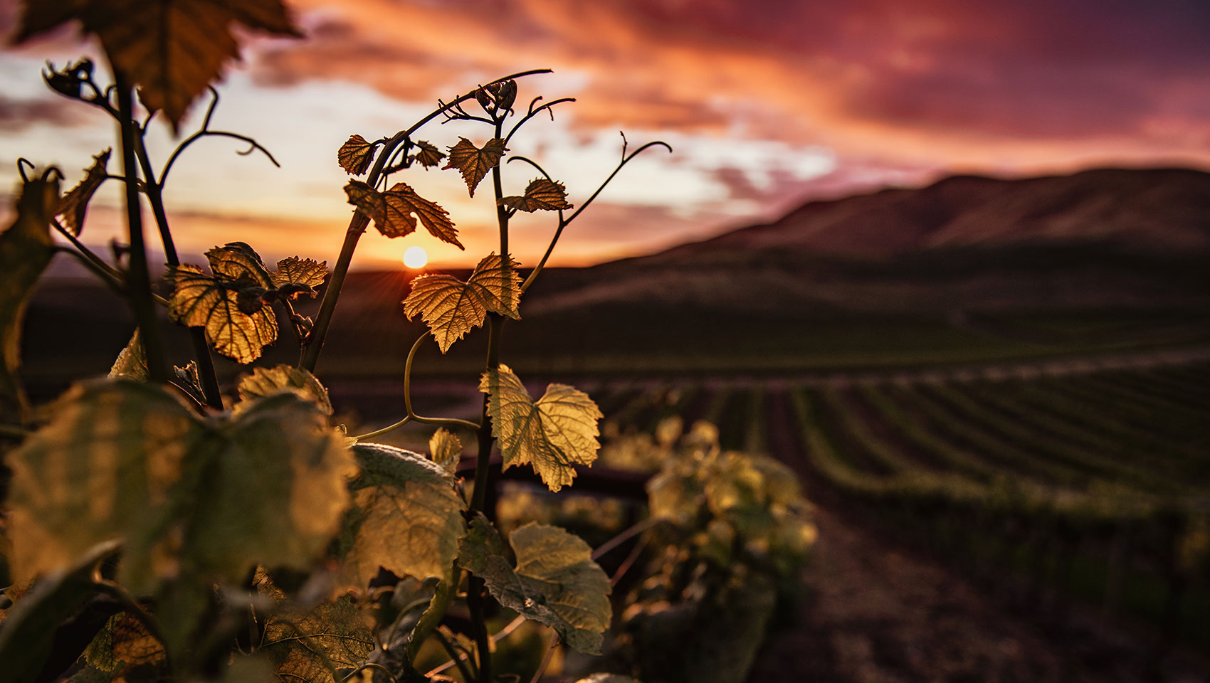 Planning Your Trip to Clarksburg CA? Here’s What You Need to Know